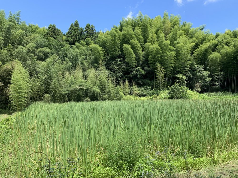 まこもの田んぼ風景