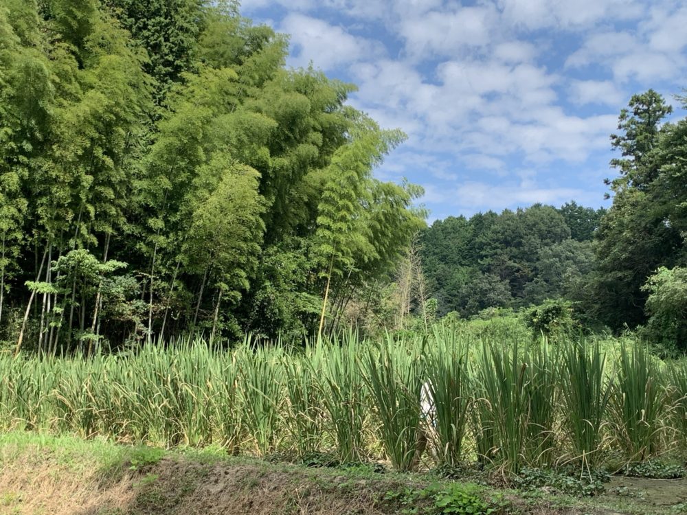 まこもの田んぼ風景