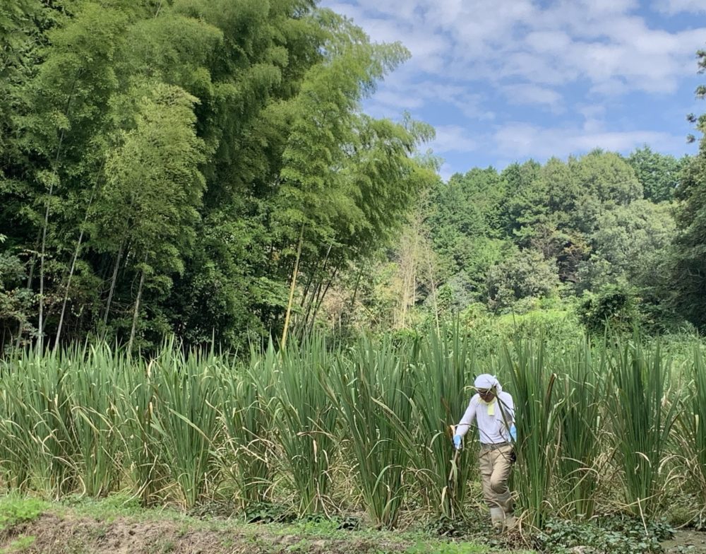 自然家むすびの無農薬まこもだけの田んぼ画像