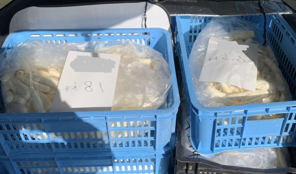 無農薬有機肥料で育てたまこもを学校給食へ