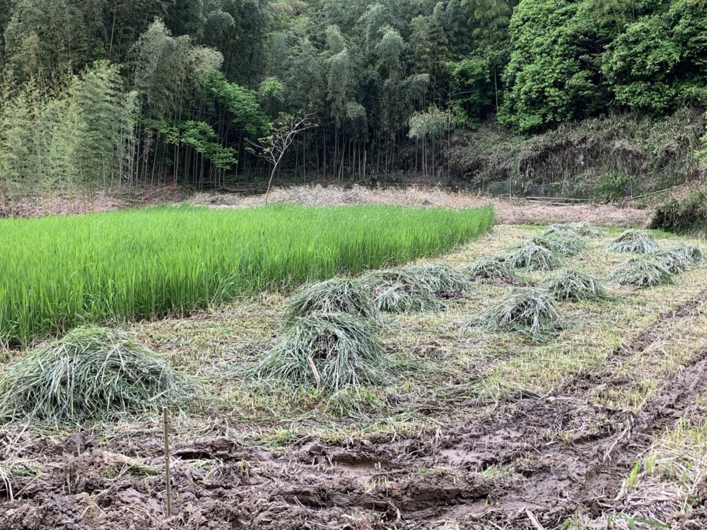 まこも田んぼの草刈り