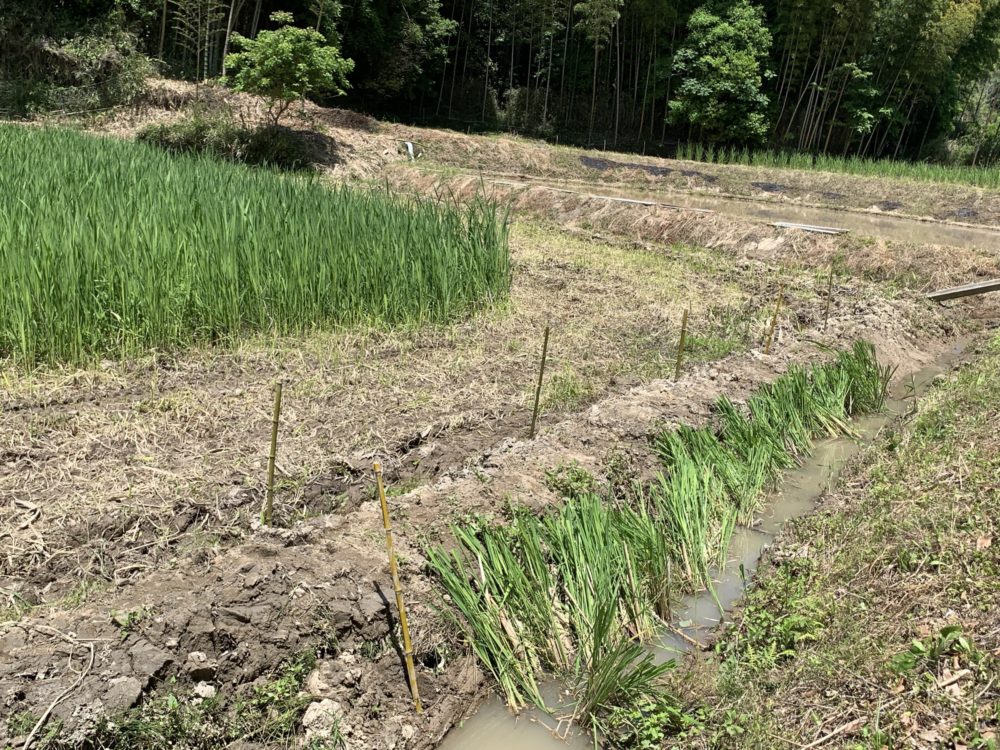 まこもの苗取り