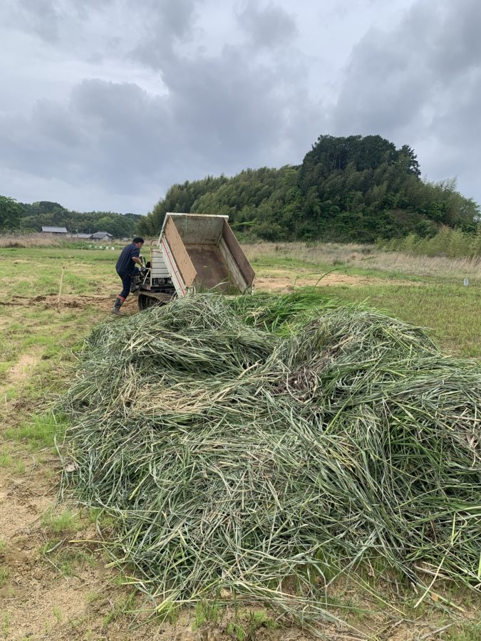 刈り取った、まこもの葉を畑に運んでいます