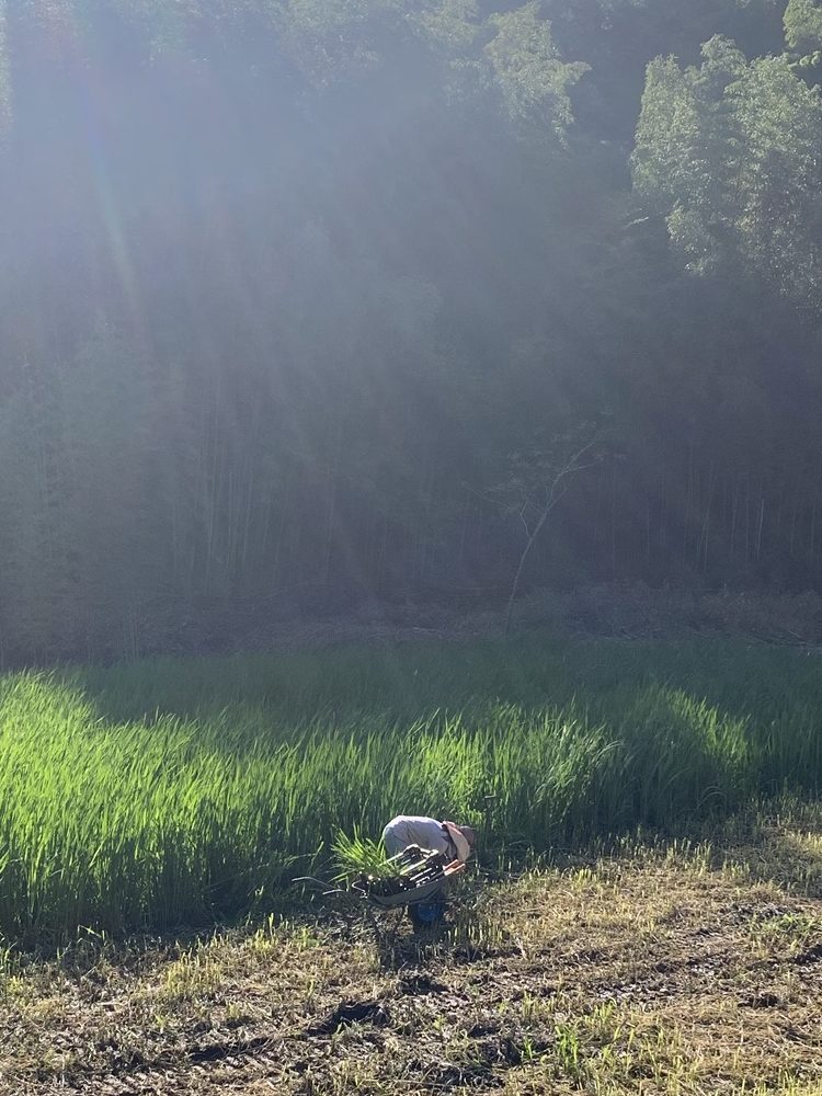 まこもの苗取りの様子