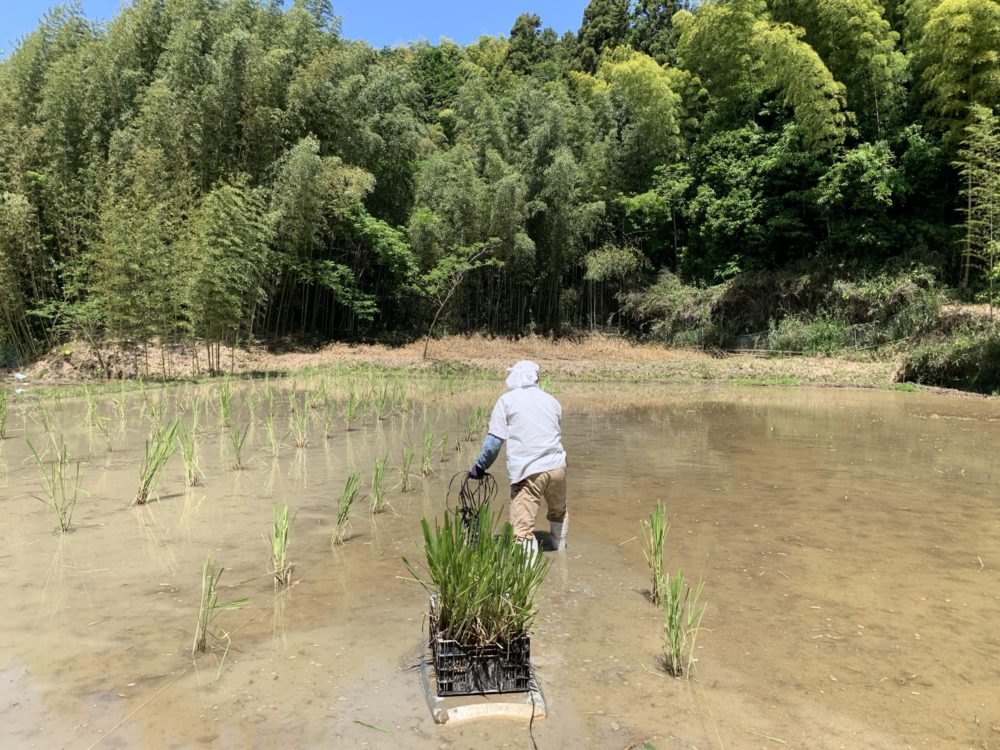 まこもの田植え作業