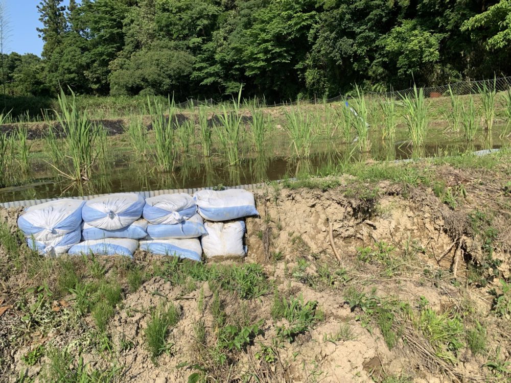 イノシシに田んぼの畔を崩されて補修