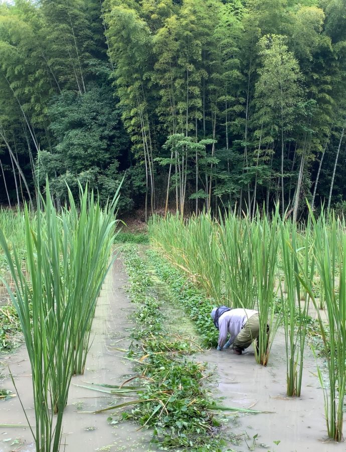 まこも田んぼの草取り