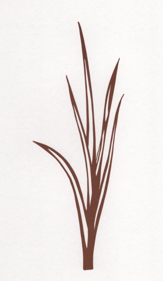 ラベルに使用した伊勢型紙の原版